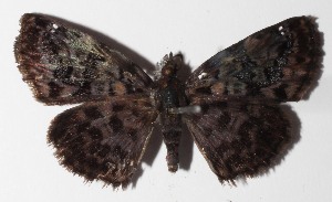  ( - 15-SRNP-80033)  @14 [ ] CreativeCommons  Attribution Non-Commercial Share-Alike (2016) Unspecified Guanacaste Dry Forest Conservation Fund