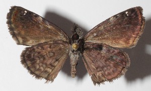  ( - 15-SRNP-80033)  @14 [ ] CreativeCommons  Attribution Non-Commercial Share-Alike (2016) Unspecified Guanacaste Dry Forest Conservation Fund