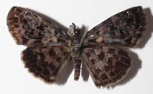  ( - 15-SRNP-80034)  @14 [ ] CreativeCommons  Attribution Non-Commercial Share-Alike (2016) Unspecified Guanacaste Dry Forest Conservation Fund