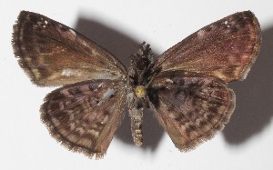  ( - 15-SRNP-80034)  @14 [ ] CreativeCommons  Attribution Non-Commercial Share-Alike (2016) Unspecified Guanacaste Dry Forest Conservation Fund