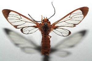  ( - 16-SRNP-103044)  @13 [ ] CreativeCommons  Attribution Non-Commercial Share-Alike (2017) Daniel H. Janzen Guanacaste Dry Forest Conservation Fund