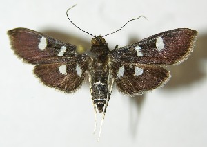  ( - 10-SRNP-1799)  @14 [ ] CreativeCommons - Attribution Non-Commercial Share-Alike (2012) Daniel H. Janzen Guanacaste Dry Forest Conservation Fund