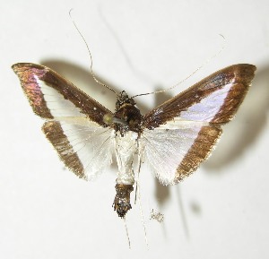  ( - 10-SRNP-21356)  @13 [ ] CreativeCommons - Attribution Non-Commercial Share-Alike (2013) Daniel H. Janzen Guanacaste Dry Forest Conservation Fund