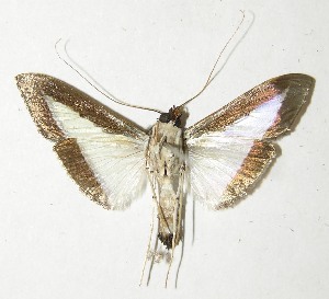  ( - 10-SRNP-21356)  @13 [ ] CreativeCommons - Attribution Non-Commercial Share-Alike (2013) Daniel H. Janzen Guanacaste Dry Forest Conservation Fund