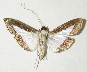  ( - 10-SRNP-21358)  @13 [ ] CreativeCommons - Attribution Non-Commercial Share-Alike (2013) Daniel H. Janzen Guanacaste Dry Forest Conservation Fund