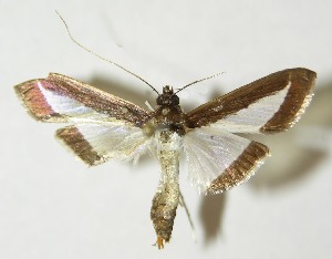  ( - 10-SRNP-21397)  @13 [ ] CreativeCommons - Attribution Non-Commercial Share-Alike (2013) Daniel H. Janzen Guanacaste Dry Forest Conservation Fund