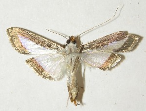  ( - 10-SRNP-21397)  @13 [ ] CreativeCommons - Attribution Non-Commercial Share-Alike (2013) Daniel H. Janzen Guanacaste Dry Forest Conservation Fund