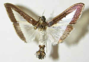  ( - 10-SRNP-21399)  @13 [ ] CreativeCommons - Attribution Non-Commercial Share-Alike (2013) Daniel H. Janzen Guanacaste Dry Forest Conservation Fund