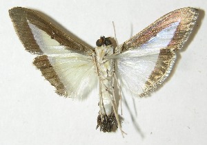  ( - 10-SRNP-21399)  @13 [ ] CreativeCommons - Attribution Non-Commercial Share-Alike (2013) Daniel H. Janzen Guanacaste Dry Forest Conservation Fund