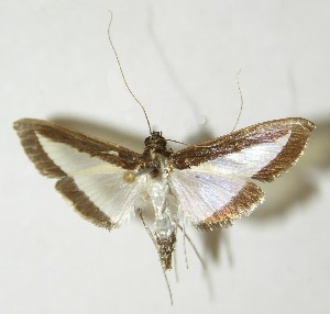  ( - 10-SRNP-21401)  @13 [ ] CreativeCommons - Attribution Non-Commercial Share-Alike (2013) Daniel H. Janzen Guanacaste Dry Forest Conservation Fund