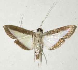  ( - 10-SRNP-21401)  @13 [ ] CreativeCommons - Attribution Non-Commercial Share-Alike (2013) Daniel H. Janzen Guanacaste Dry Forest Conservation Fund