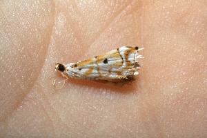  ( - 10-SRNP-31226)  @12 [ ] CreativeCommons - Attribution Non-Commercial Share-Alike (2013) Daniel H. Janzen Guanacaste Dry Forest Conservation Fund