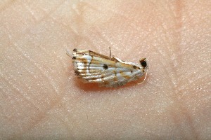  ( - 10-SRNP-31237)  @12 [ ] CreativeCommons - Attribution Non-Commercial Share-Alike (2013) Daniel H. Janzen Guanacaste Dry Forest Conservation Fund