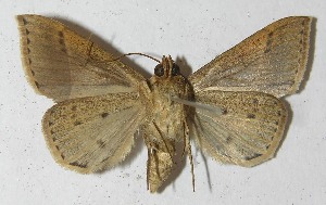  ( - 10-SRNP-31324)  @14 [ ] CreativeCommons - Attribution Non-Commercial Share-Alike (2010) Daniel H. Janzen Guanacaste Dry Forest Conservation Fund