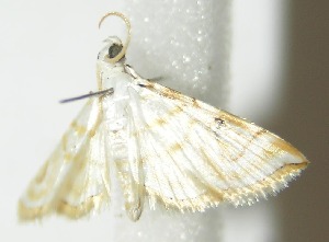  ( - 10-SRNP-36044)  @12 [ ] CreativeCommons - Attribution Non-Commercial Share-Alike (2013) Daniel H. Janzen Guanacaste Dry Forest Conservation Fund