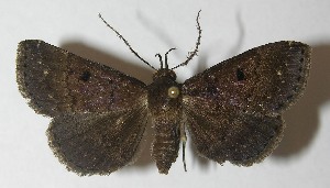  ( - 10-SRNP-43316)  @14 [ ] CreativeCommons - Attribution Non-Commercial Share-Alike (2010) Daniel H. Janzen Guanacaste Dry Forest Conservation Fund