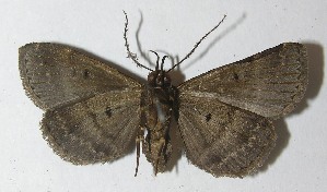  ( - 10-SRNP-43316)  @14 [ ] CreativeCommons - Attribution Non-Commercial Share-Alike (2010) Daniel H. Janzen Guanacaste Dry Forest Conservation Fund