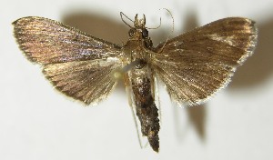  ( - 10-SRNP-56392)  @14 [ ] CreativeCommons - Attribution Non-Commercial Share-Alike (2013) Daniel H. Janzen Guanacaste Dry Forest Conservation Fund