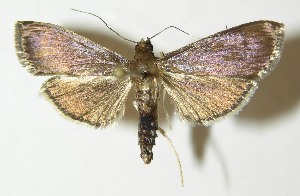  ( - 10-SRNP-6649)  @14 [ ] CreativeCommons - Attribution Non-Commercial Share-Alike (2013) Daniel H. Janzen Guanacaste Dry Forest Conservation Fund