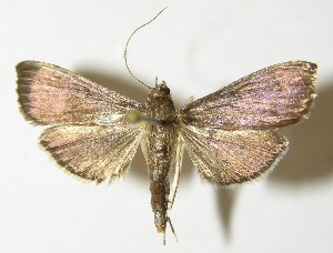  ( - 10-SRNP-6651)  @14 [ ] CreativeCommons - Attribution Non-Commercial Share-Alike (2013) Daniel H. Janzen Guanacaste Dry Forest Conservation Fund