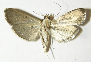  ( - 10-SRNP-6652)  @14 [ ] CreativeCommons - Attribution Non-Commercial Share-Alike (2013) Daniel H. Janzen Guanacaste Dry Forest Conservation Fund