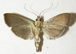  ( - 10-SRNP-69095)  @14 [ ] CreativeCommons - Attribution Non-Commercial Share-Alike (2013) Daniel H. Janzen Guanacaste Dry Forest Conservation Fund