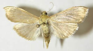  ( - 10-SRNP-69219)  @14 [ ] CreativeCommons - Attribution Non-Commercial Share-Alike (2013) Daniel H. Janzen Guanacaste Dry Forest Conservation Fund