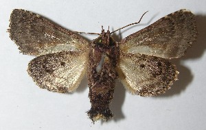  ( - 10-SRNP-70581)  @14 [ ] CreativeCommons - Attribution Non-Commercial Share-Alike (2013) Daniel H. Janzen Guanacaste Dry Forest Conservation Fund