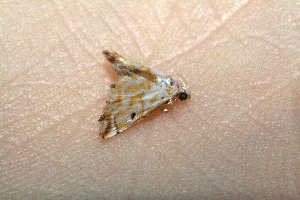  ( - 10-SRNP-70868)  @12 [ ] CreativeCommons - Attribution Non-Commercial Share-Alike (2013) Daniel H. Janzen Guanacaste Dry Forest Conservation Fund