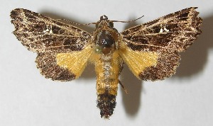  ( - 10-SRNP-71929)  @13 [ ] CreativeCommons - Attribution Non-Commercial Share-Alike (2010) Daniel H. Janzen Guanacaste Dry Forest Conservation Fund