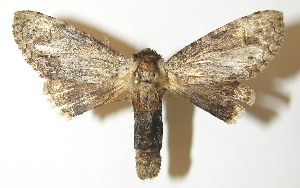  ( - 10-SRNP-73020)  @14 [ ] CreativeCommons - Attribution Non-Commercial Share-Alike (2010) Daniel H. Janzen Guanacaste Dry Forest Conservation Fund