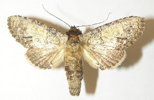  ( - 10-SRNP-76254)  @14 [ ] CreativeCommons - Attribution Non-Commercial Share-Alike (2010) Daniel H. Janzen Guanacaste Dry Forest Conservation Fund