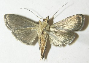  ( - 10-SRNP-80082)  @14 [ ] CreativeCommons - Attribution Non-Commercial Share-Alike (2013) Daniel H. Janzen Guanacaste Dry Forest Conservation Fund