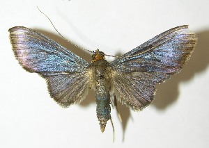  ( - 11-SRNP-336)  @13 [ ] CreativeCommons - Attribution Non-Commercial Share-Alike (2013) Daniel H. Janzen Guanacaste Dry Forest Conservation Fund