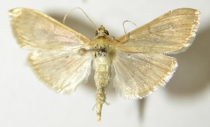  ( - 11-SRNP-69108)  @14 [ ] CreativeCommons - Attribution Non-Commercial Share-Alike (2013) Daniel H. Janzen Guanacaste Dry Forest Conservation Fund