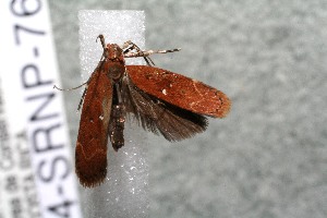  ( - 14-SRNP-76110)  @12 [ ] CreativeCommons  Attribution Non-Commercial Share-Alike (2017) Daniel H. Janzen Guanacaste Dry Forest Conservation Fund