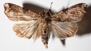  ( - 15-SRNP-26621)  @14 [ ] CreativeCommons  Attribution Non-Commercial Share-Alike (2017) Daniel H. Janzen Guanacaste Dry Forest Conservation Fund