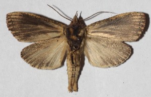  ( - 15-SRNP-71518)  @13 [ ] CreativeCommons  Attribution Non-Commercial Share-Alike (2017) Daniel H. Janzen Guanacaste Dry Forest Conservation Fund