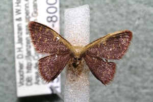  ( - 15-SRNP-80091)  @12 [ ] CreativeCommons  Attribution Non-Commercial Share-Alike (2017) Daniel H. Janzen Guanacaste Dry Forest Conservation Fund