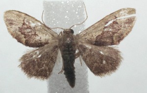  ( - 16-SRNP-100520)  @13 [ ] CreativeCommons  Attribution Non-Commercial Share-Alike (2017) Daniel H. Janzen Guanacaste Dry Forest Conservation Fund