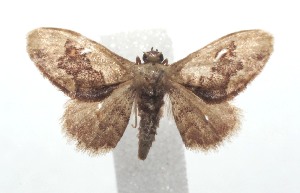  ( - 16-SRNP-100767)  @13 [ ] CreativeCommons  Attribution Non-Commercial Share-Alike (2017) Daniel H. Janzen Guanacaste Dry Forest Conservation Fund