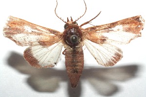  ( - 16-SRNP-100821)  @13 [ ] CreativeCommons  Attribution Non-Commercial Share-Alike (2017) Daniel H. Janzen Guanacaste Dry Forest Conservation Fund