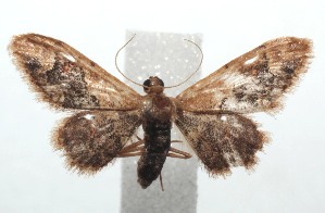  ( - 16-SRNP-101002)  @13 [ ] CreativeCommons  Attribution Non-Commercial Share-Alike (2017) Daniel H. Janzen Guanacaste Dry Forest Conservation Fund