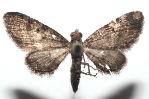  (Eupithecia Janzen211 - 16-SRNP-101667)  @14 [ ] CreativeCommons  Attribution Non-Commercial Share-Alike (2017) Daniel H. Janzen Guanacaste Dry Forest Conservation Fund