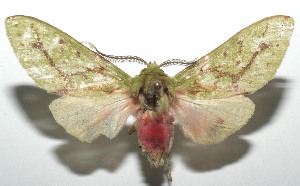  ( - 16-SRNP-101738)  @13 [ ] CreativeCommons  Attribution Non-Commercial Share-Alike (2017) Daniel H. Janzen Guanacaste Dry Forest Conservation Fund