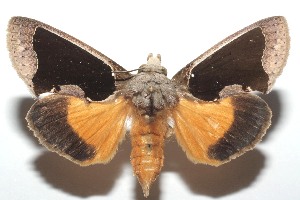  ( - 16-SRNP-101867)  @13 [ ] CreativeCommons  Attribution Non-Commercial Share-Alike (2017) Daniel H. Janzen Guanacaste Dry Forest Conservation Fund