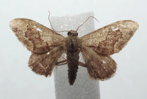  ( - 16-SRNP-102079)  @13 [ ] CreativeCommons  Attribution Non-Commercial Share-Alike (2017) Daniel H. Janzen Guanacaste Dry Forest Conservation Fund