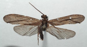  (Trichoptera_incertae_sedis - 16-SRNP-103415)  @11 [ ] CreativeCommons - Attribution Non-Commercial Share-Alike (2018) Daniel H. Janzen Guanacaste Dry Forest Conservation Fund