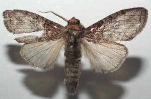  ( - 16-SRNP-103631)  @13 [ ] CreativeCommons - Attribution Non-Commercial Share-Alike (2018) Daniel H. Janzen Guanacaste Dry Forest Conservation Fund