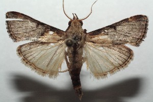  ( - 16-SRNP-103706)  @12 [ ] CreativeCommons - Attribution Non-Commercial Share-Alike (2018) Daniel H. Janzen Guanacaste Dry Forest Conservation Fund